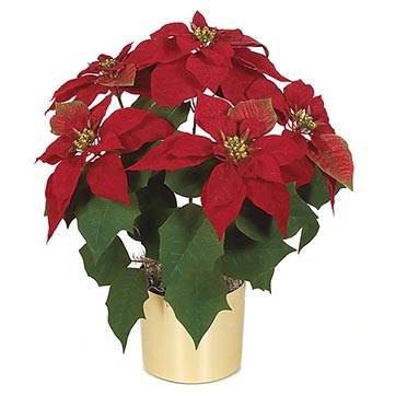 22 Inch Poinsettia Bush: Set of (12)