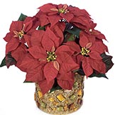 18 Inch Poinsettia Bush: Set of (6)