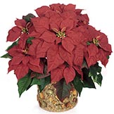 Poinsettias