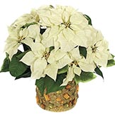 18 Inch Poinsettia Bush: Set of (6)