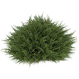 14 x 21 inch Plastic Cypress Half Ball Topiary: Limited UV