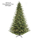 Royal Fir Tree