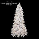 White Pine Tree