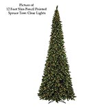 Pencil Spruce Tree