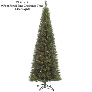Pencil Pine Tree