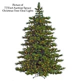 Austrian Spruce Trees