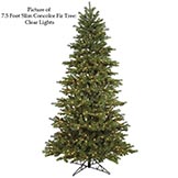 Slim Concolor Fir Tree