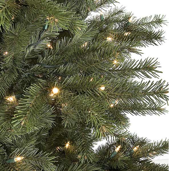 concolor fir tree lookup beforebuying concolor fir tree lookup beforebuying