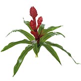 Bromeliad Plants