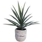31 inch Yucca Plant in Cement Planter