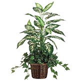 38 inch Dieffenbachia and Ivy in Woven Basket