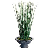 Decorative Grass