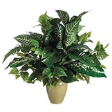 Zebra, Dieffenbachia, and Fern Mix in Container