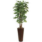 6.5 foot Ginkgo Tree in Tall Container