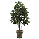 6 foot Rubber Tree in Fiberglass Container