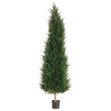 6 foot Natural Canadian Cypress Tree: Potted