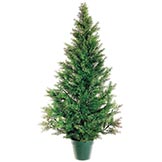 4 foot Cedar Pine Tree: Potted
