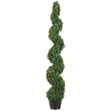 5 foot Boxwood Spiral Topiary: Potted
