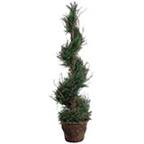 4.5 foot Spiral Italian Cypress Topiary in Container