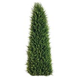 4 foot Canadian Cypress Triangular Topiary: Set of (2)