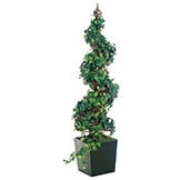53 inch Curly Ivy Spiral Topiary in Wooden Box