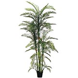 7 foot Acrea Palm Tree:  Potted