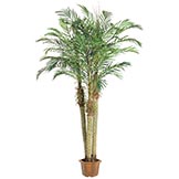 8 foot Robellini Palm Tree: Potted