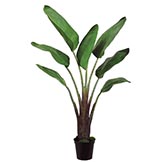 Bird Of Paradise