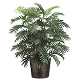3 foot Areca Palm