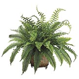 Ferns in Metal Planter