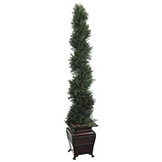 6 foot Pond Cypress Spiral Topiary