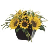 9 inch Sunflower and Amaranthus Arrangement in Metal Container