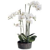 37 inch Phalaenopsis Orchid Plant in Clay Pot