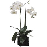 31 inch Phalaenopsis Orchid Plant in Poly Resin Container