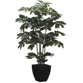 48 inch Zamia Plant: Potted (Set of 2)