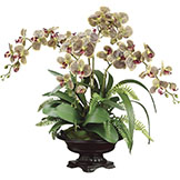 27 inch Phalaenopsis Orchid, Boston Fern, and Moss in Bowl