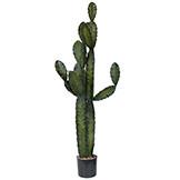 5.5 foot Column Cactus: Potted (Set of 2)