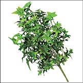 18 inch Outdoor Artificial English Ivy Bush: Unpotted