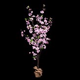 5 foot Cherry Blossom Tree: Potted