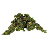 Grape Ivy in Metal Planter
