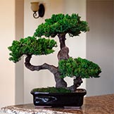 20 inch Preserved Triple Monterey Bonsai