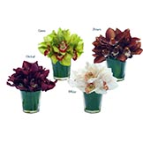 Mini Cymbidium Orchids in Glass