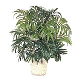 28 inch Parlour Palm: Potted