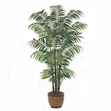8 foot Bulb Areca Palm: Potted