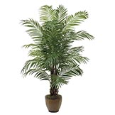 6 foot Areca Palm Tree: Potted