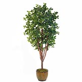 7 foot Black Olive Tree: Potted