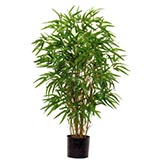 3 foot Green Bamboo Tree with Natural Trunks: Potted