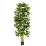 7 foot Phoenix Palm with Natural Trunks: Potted