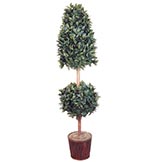 6 foot Bay Leaf Cone Ball Topiary: Potted