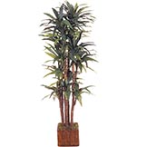 6.5 foot Dracaena Tree: Potted